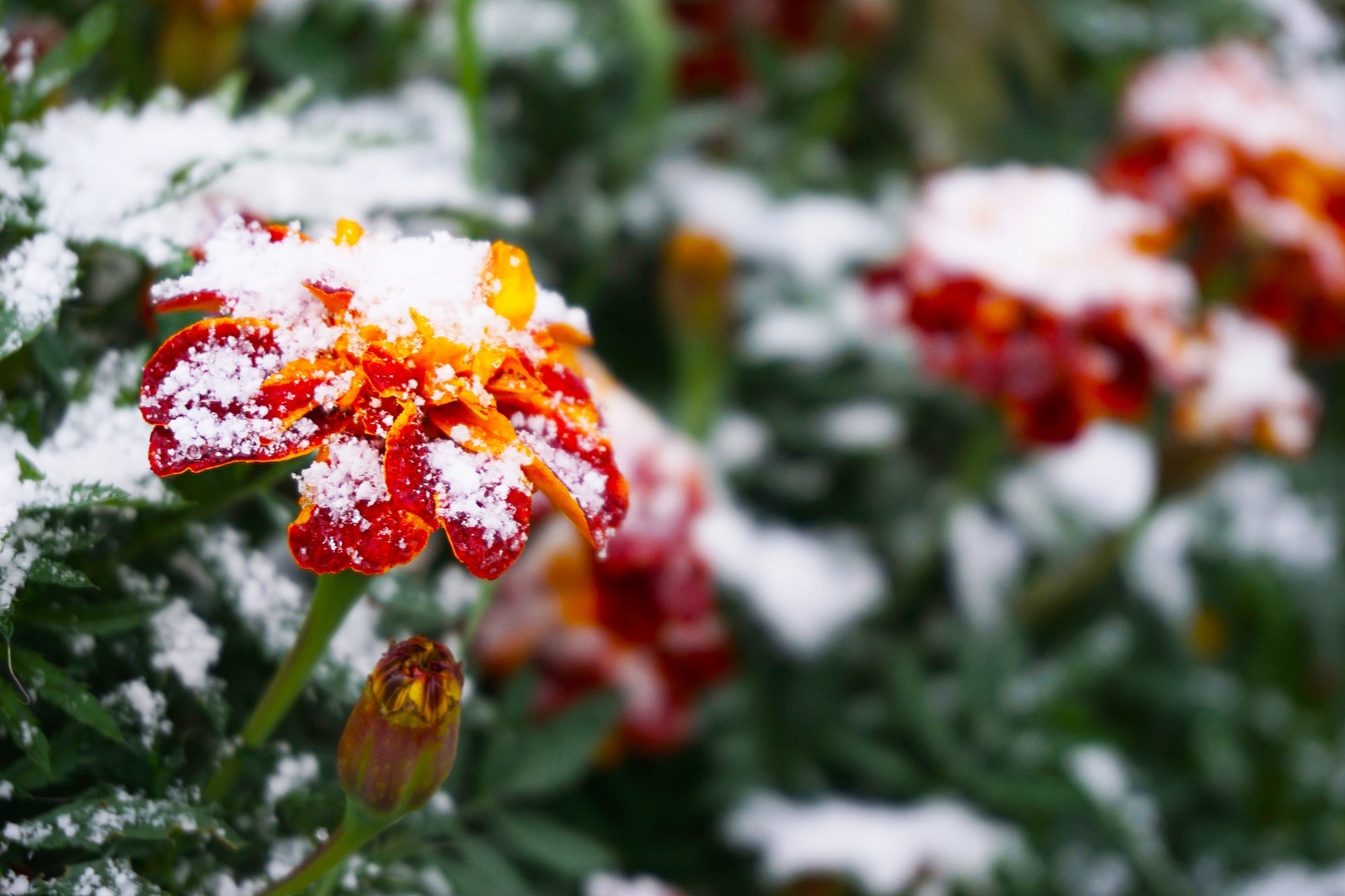 Wandelröschen überwintern: Lantana richtig pflegen, schneiden und gut durch den Winter bringen