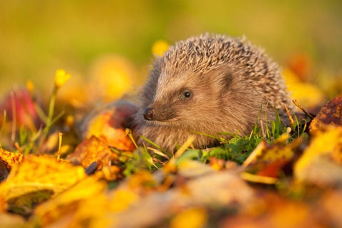 Canva-European-hedgehog-Erinaceu_480x480.jpg